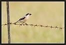 kleine klapekster_MG_9567